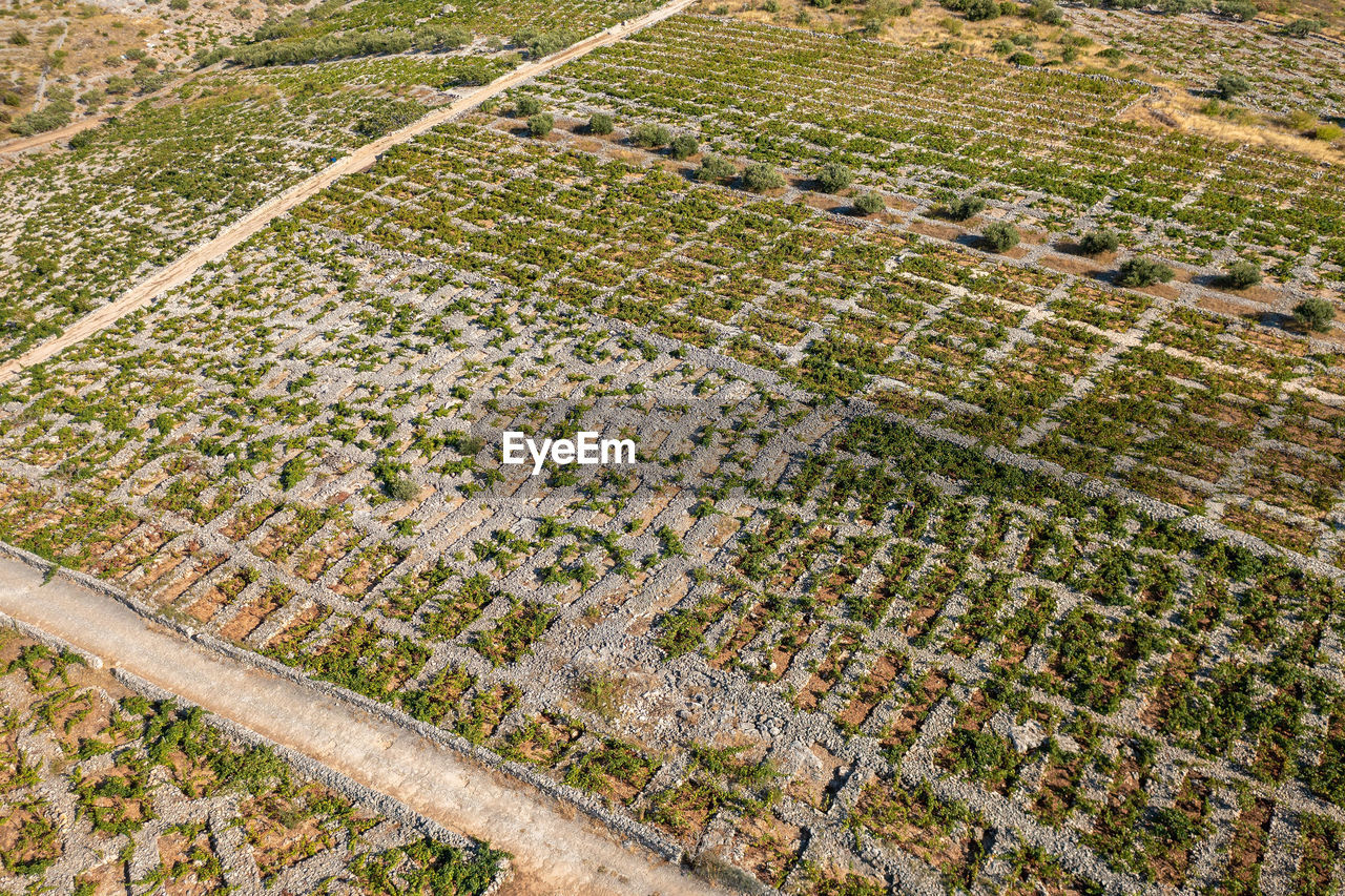 Vineyards with dry walls near primosten, adriatic sea, croatia