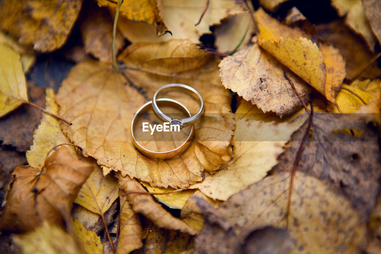 Two wedding golden rings with diamonds lying on autumn orange leaves
