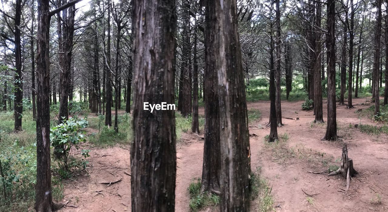 TREES GROWING ON FIELD