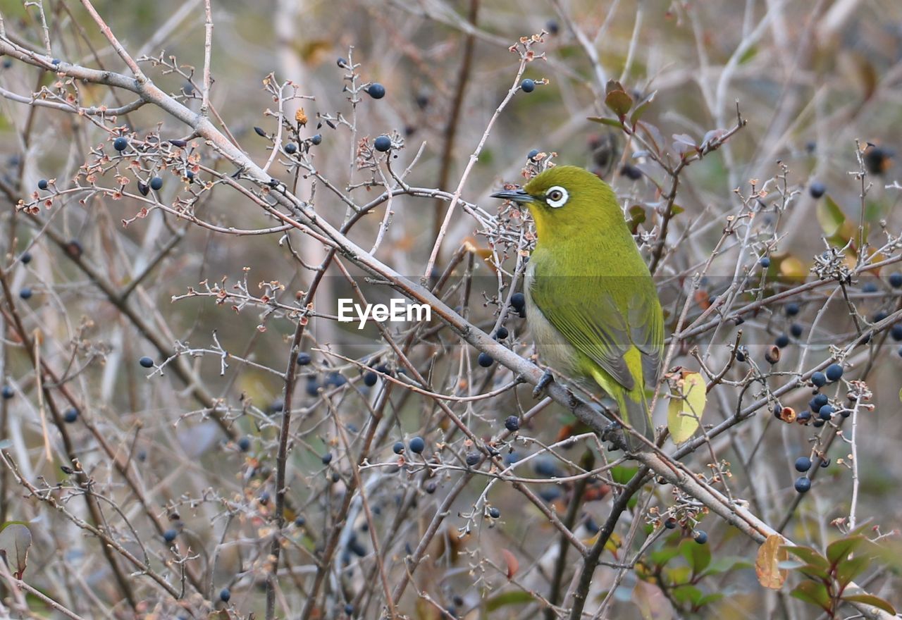 Close-up of bird perching on branch