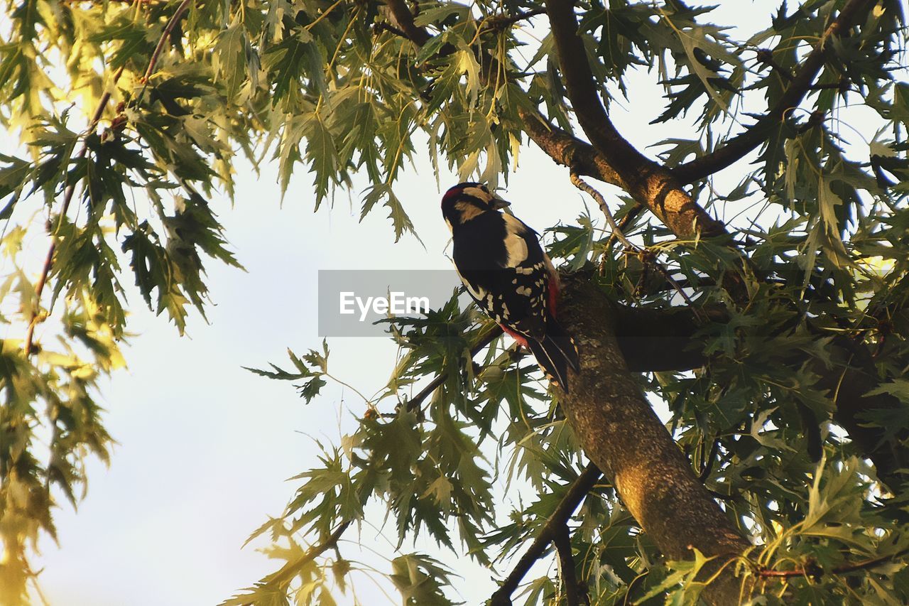 LOW ANGLE VIEW OF BIRD PERCHING ON BRANCH AGAINST SKY