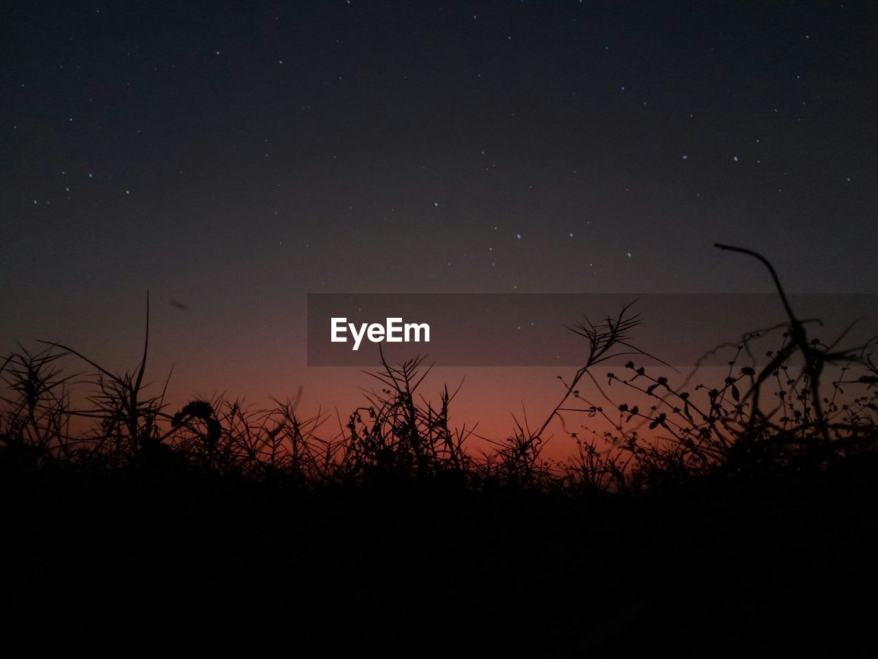 Silhouette trees against sky at night