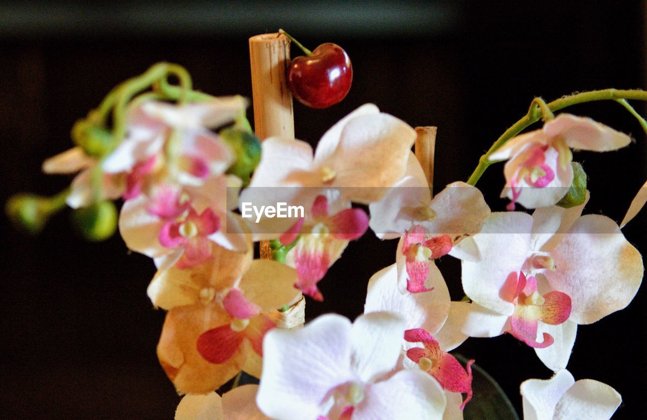 CLOSE-UP OF FLOWERS AND LEAVES