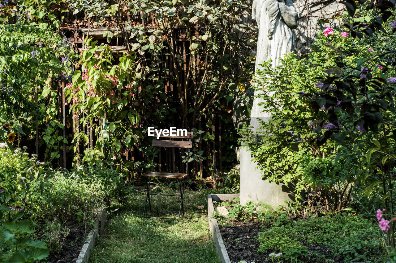 PLANTS IN GARDEN