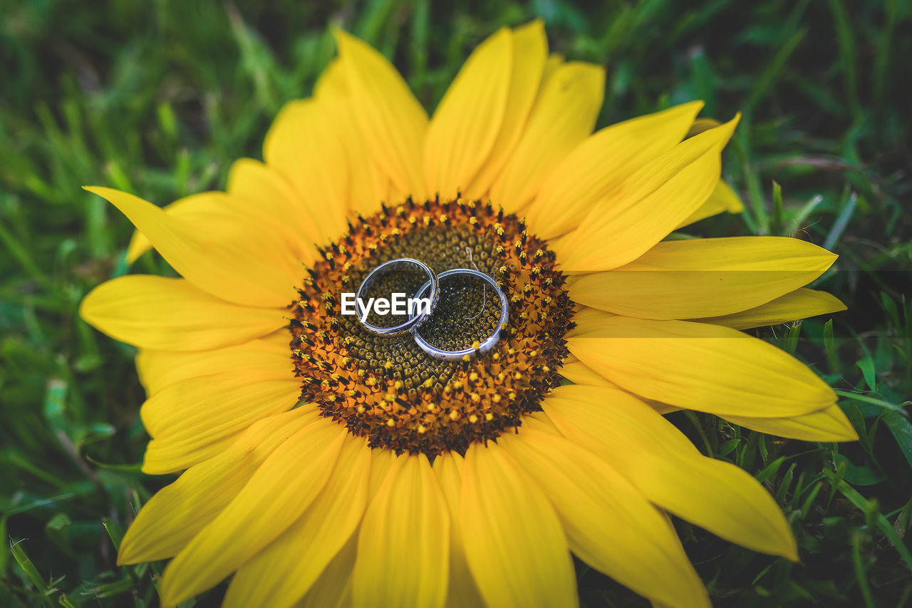 High angle view of wedding rings on sunflower