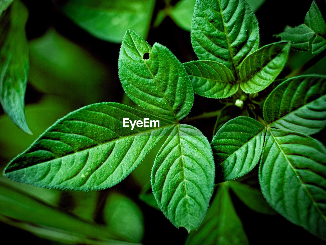 CLOSE-UP OF FRESH GREEN PLANT LEAVES