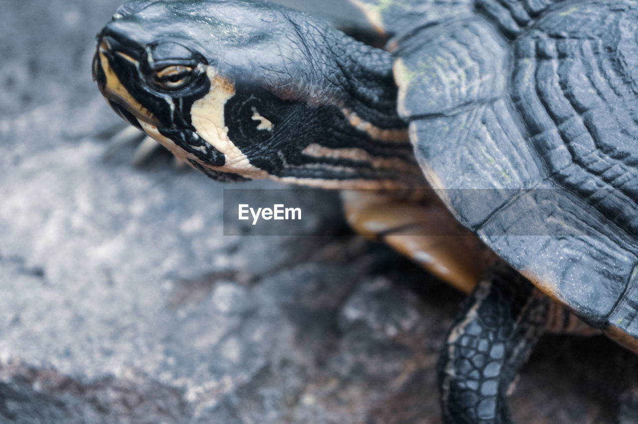 Close-up of a turtle