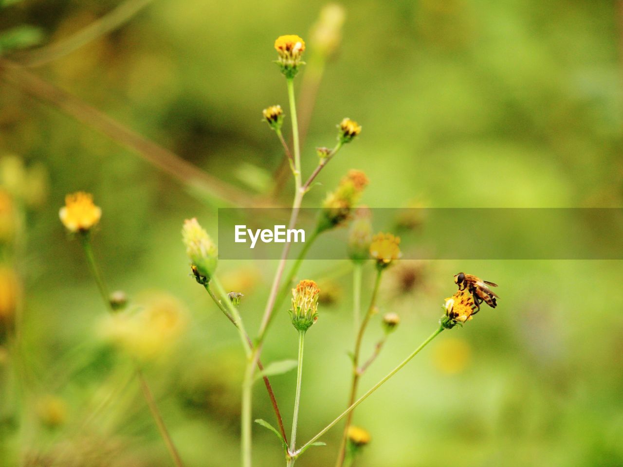 CLOSE-UP OF HONEY BEE POLLINATING ON FLOWER