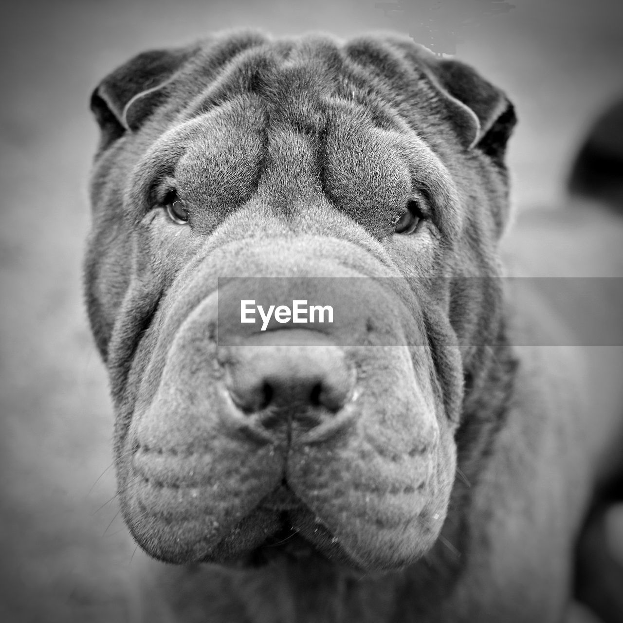 CLOSE-UP PORTRAIT OF DOG WITH MOUTH