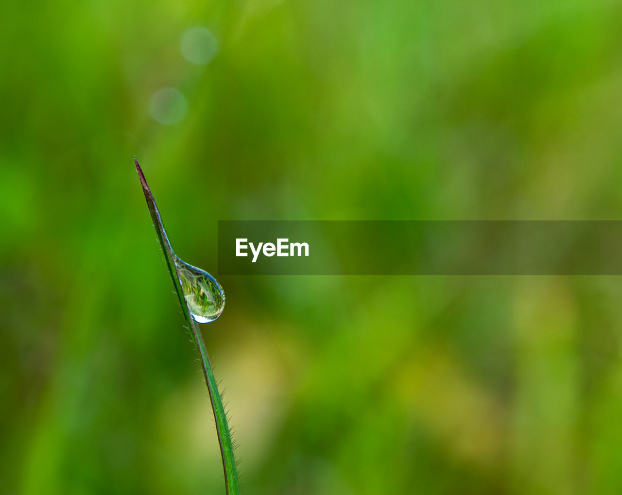 CLOSE-UP OF WATER DROPS ON PLANT