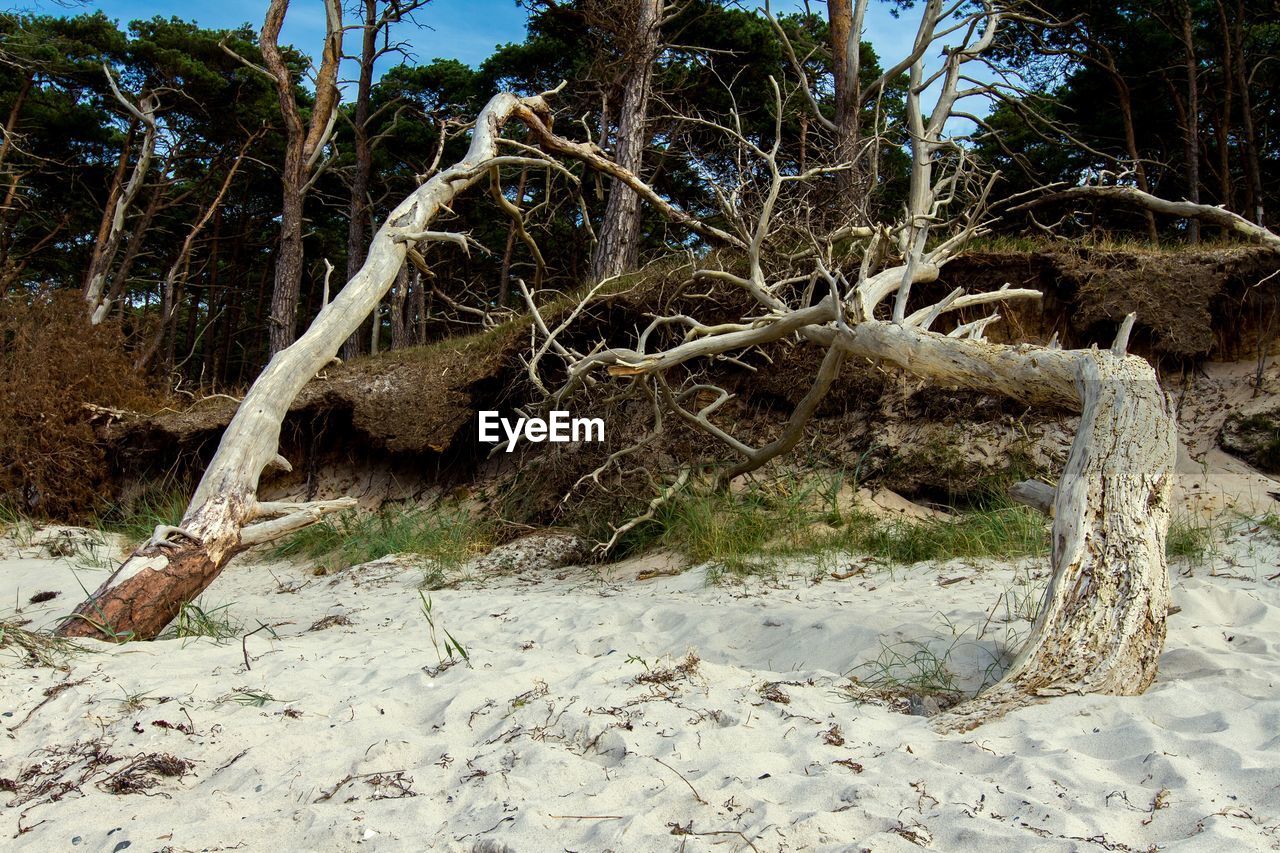 TREE IN FOREST