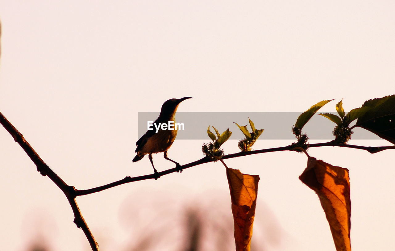 Sunbird perching on twig against sky