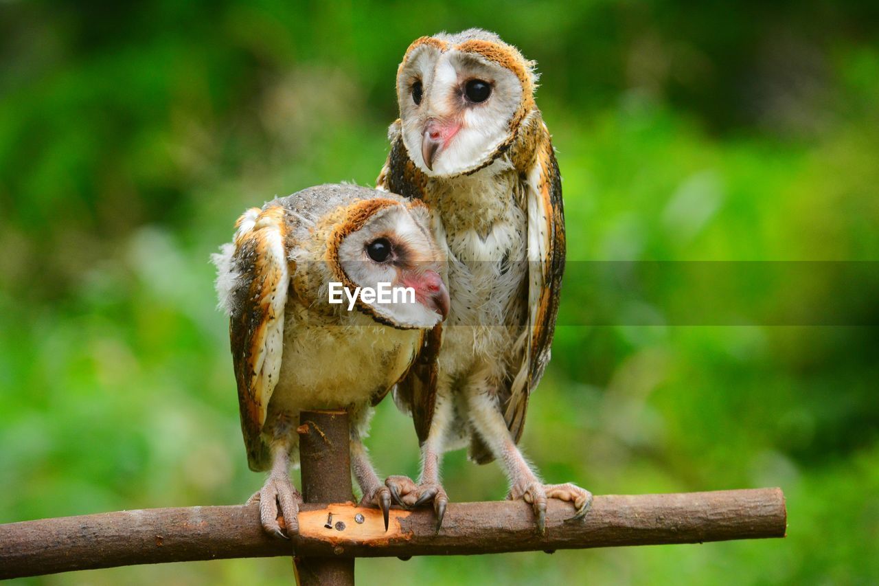 Close-up of barn owls perching on stick