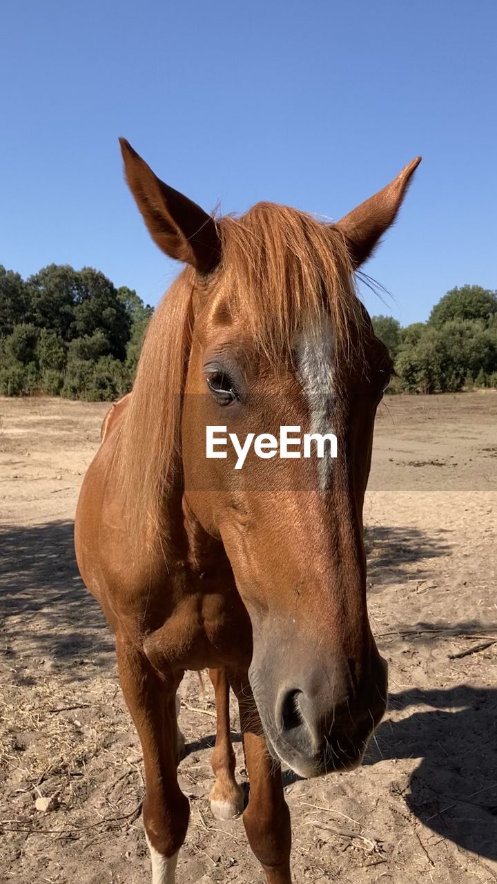 HORSE STANDING IN THE FIELD