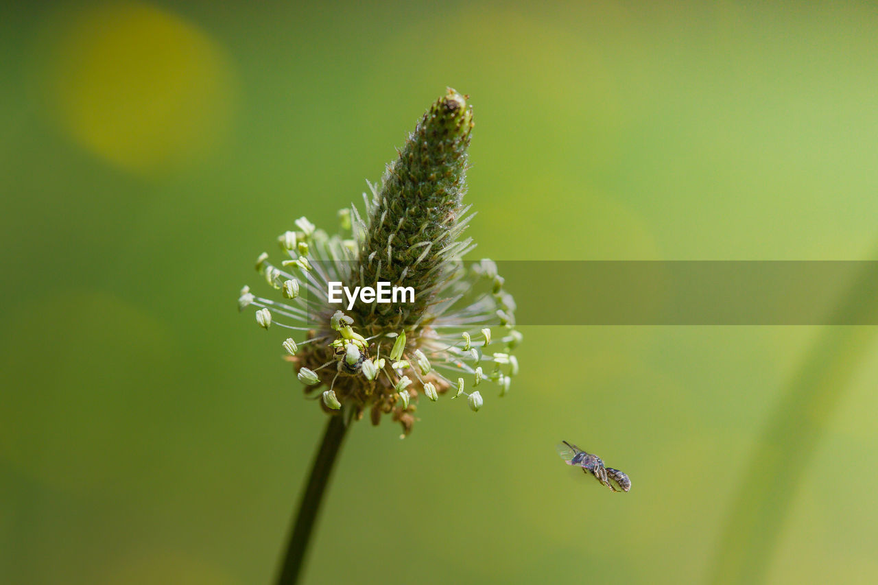 Close-up of insect and plant against blurred background