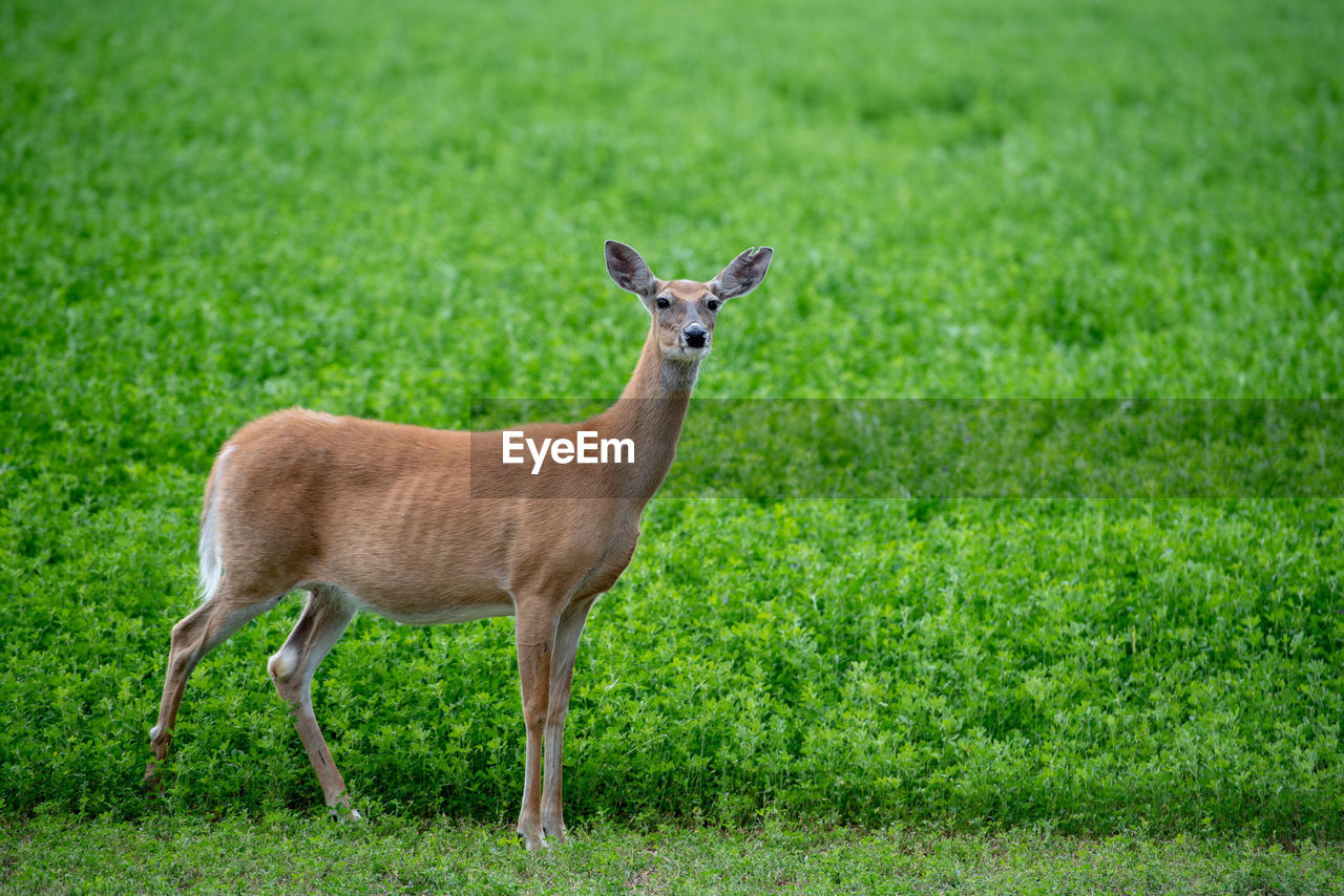 Deer portrait