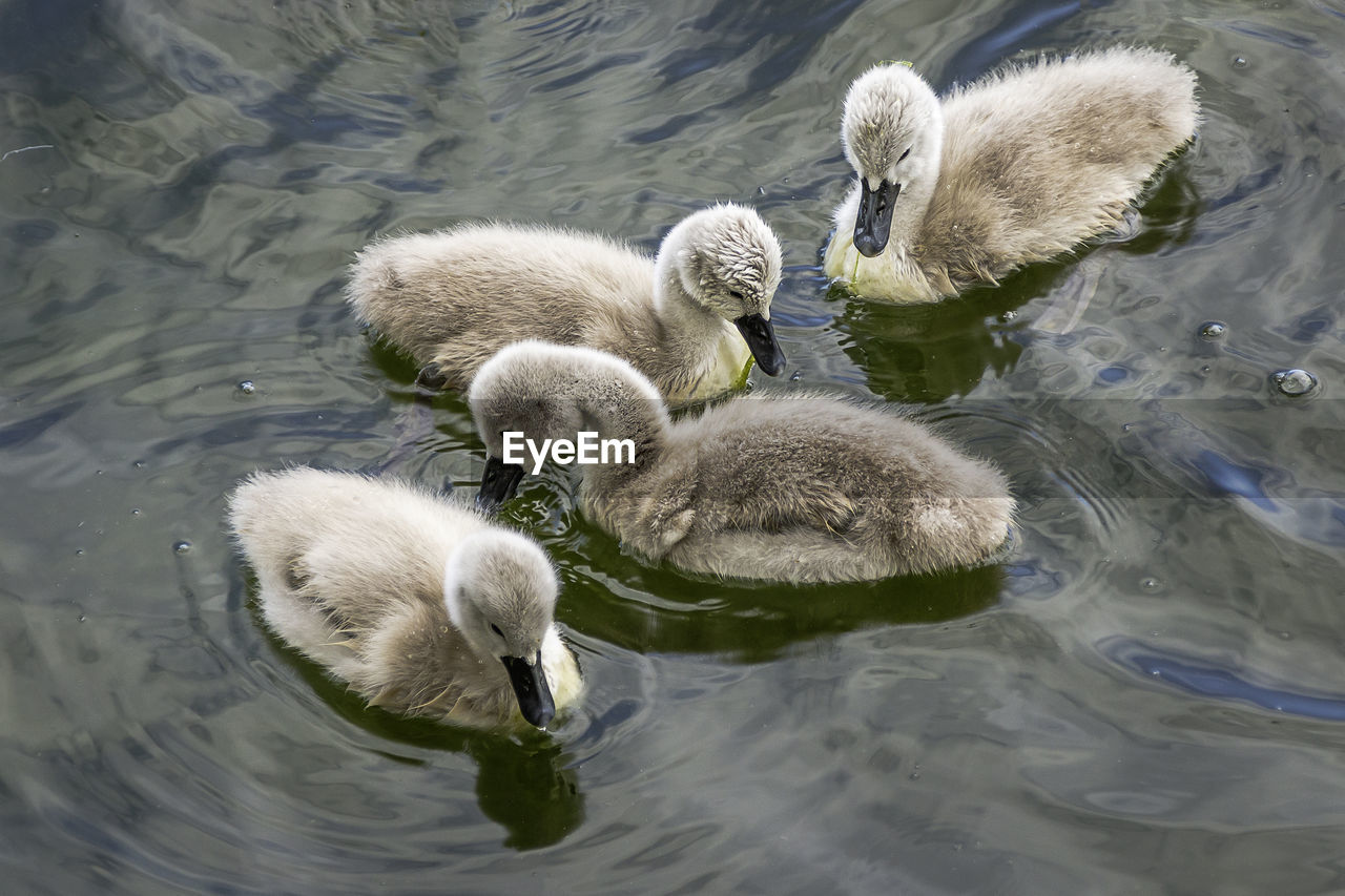 Four little cygnet, swam babies, new life concept, spring time
