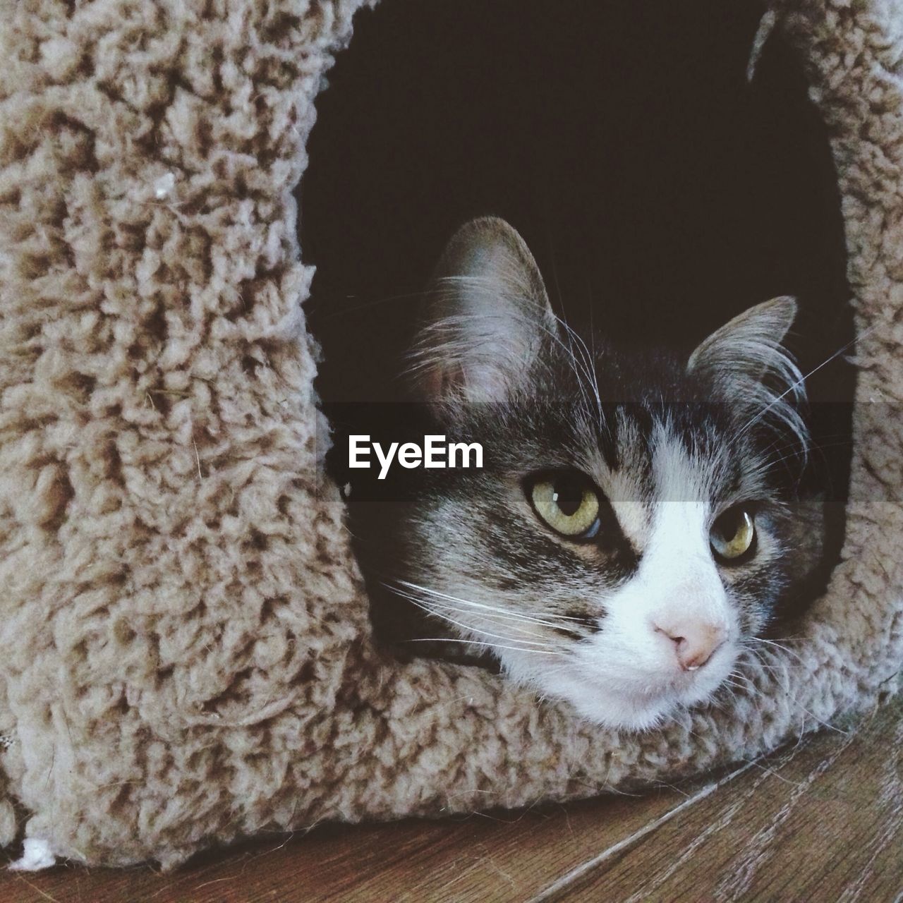 High angle view of a cat resting on fur rug