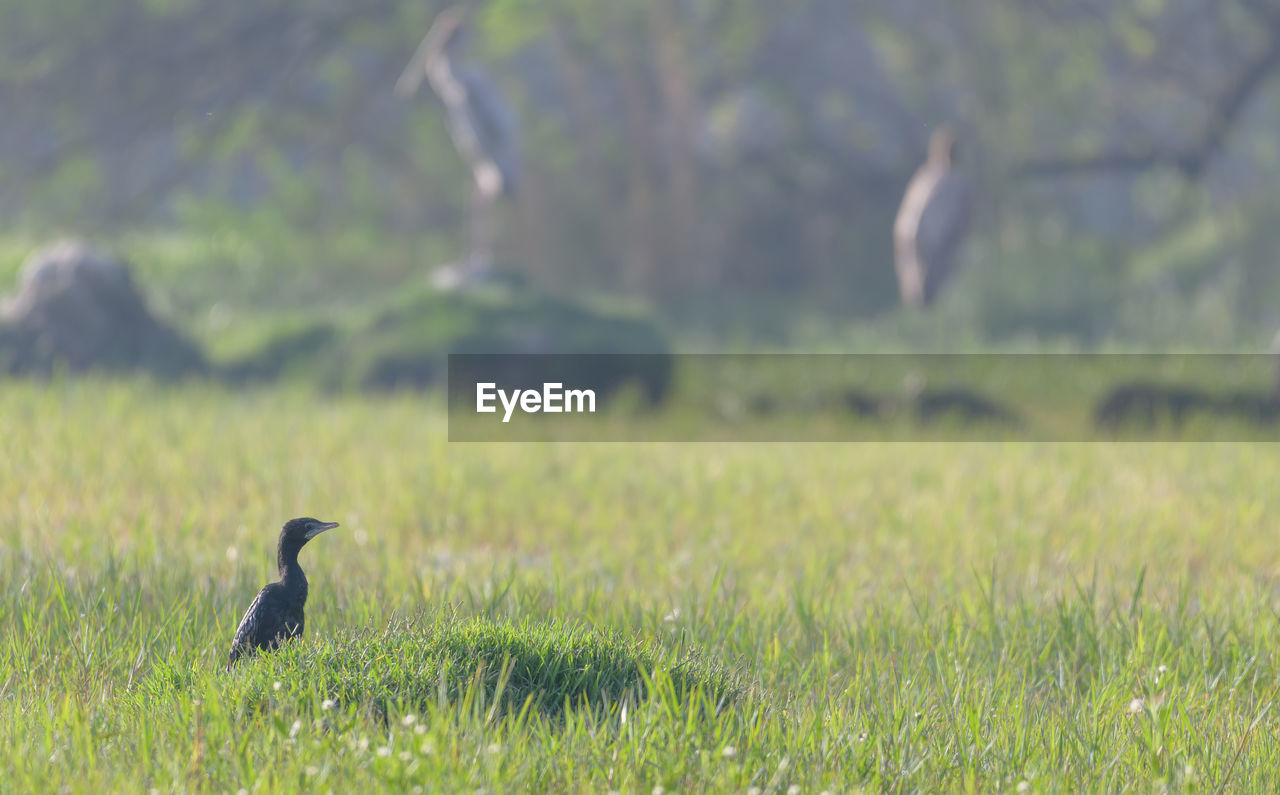 animal themes, animal, wildlife, animal wildlife, bird, grassland, plant, grass, prairie, one animal, natural environment, meadow, pasture, nature, no people, green, land, wetland, day, beauty in nature, environment, field, outdoors, lawn, focus on foreground, landscape, selective focus
