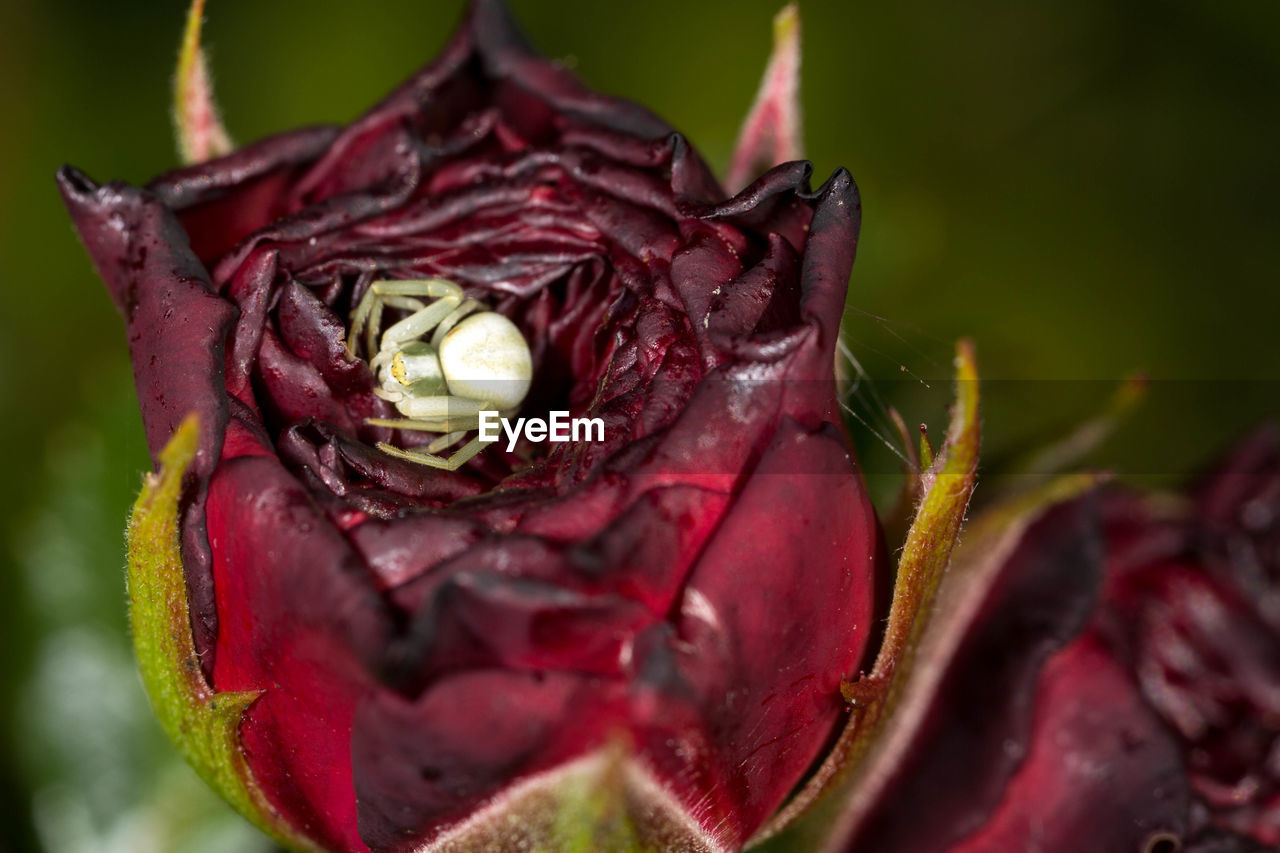 CLOSE-UP OF WILTED ROSE IN PLANT