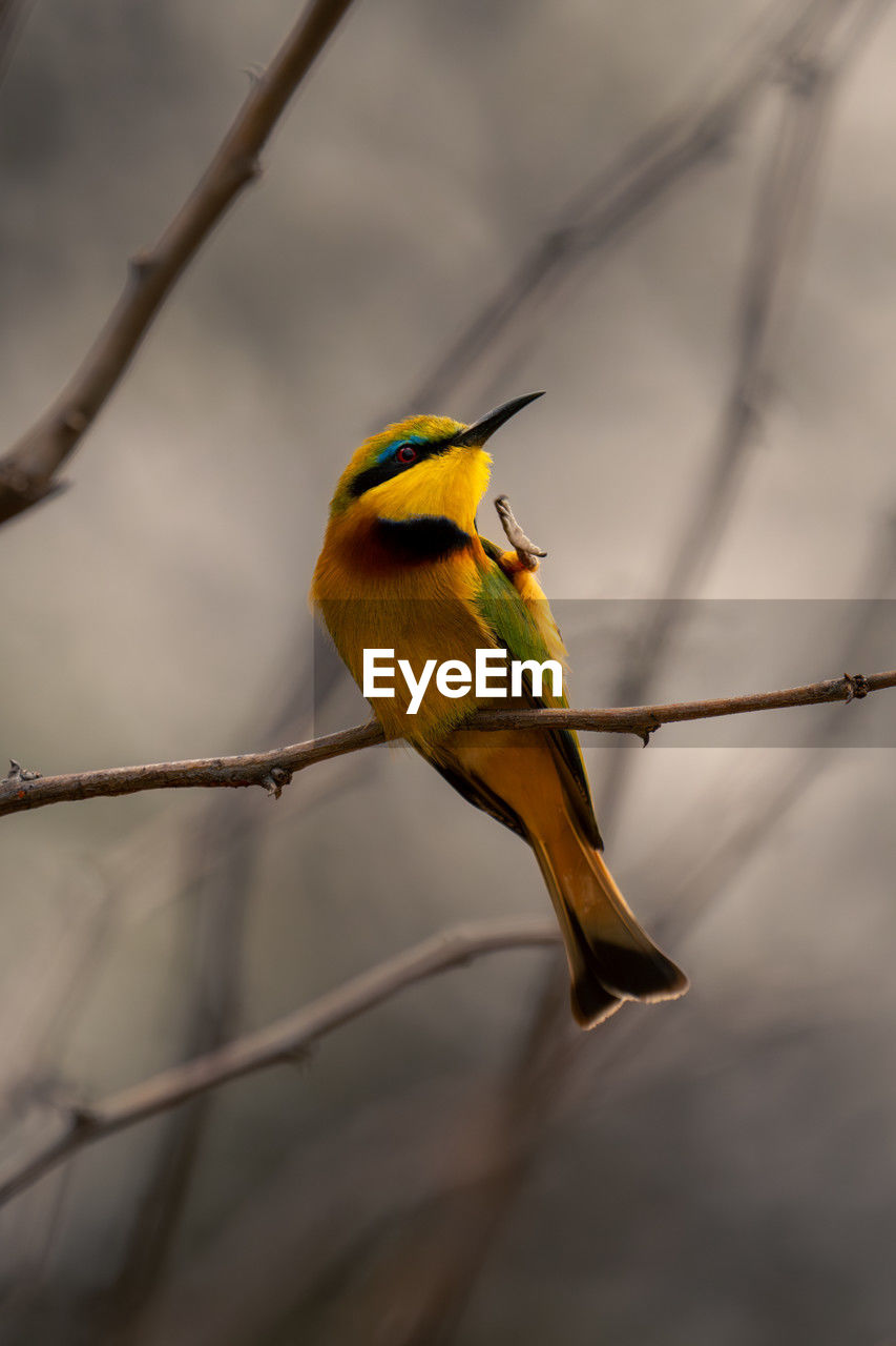 low angle view of bird perching on tree