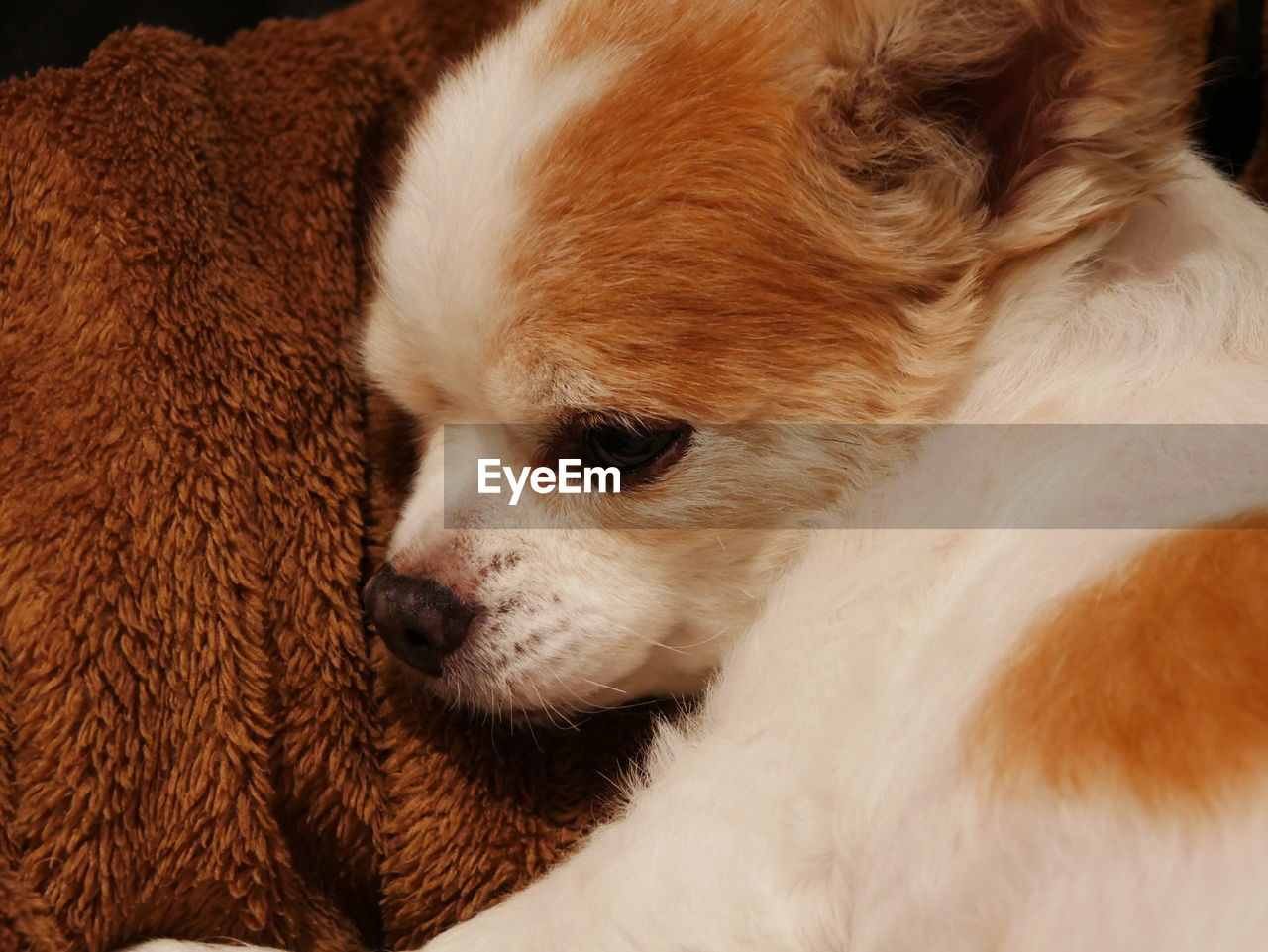 CLOSE-UP OF DOG WITH BLANKET