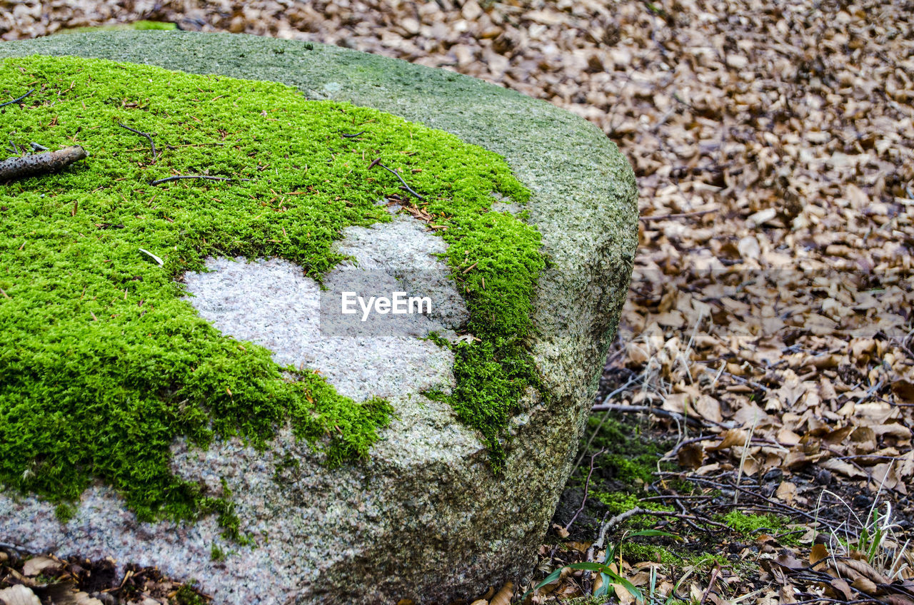 High angle view of heart shape on stone covered with moss at forest