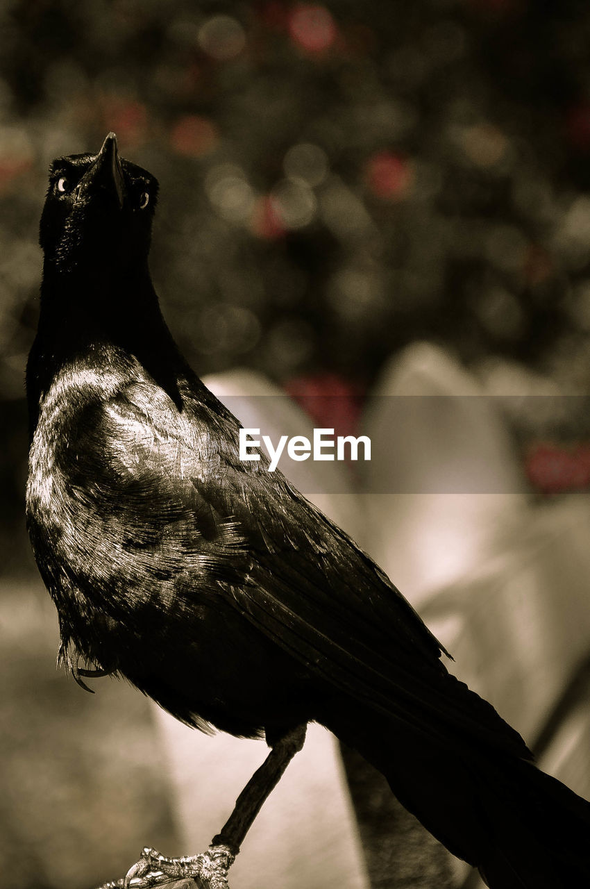 Close-up of crow perching outdoors