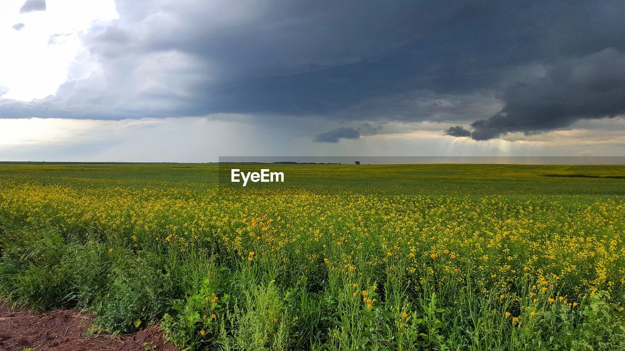 Scenic view of field against cloudy sky