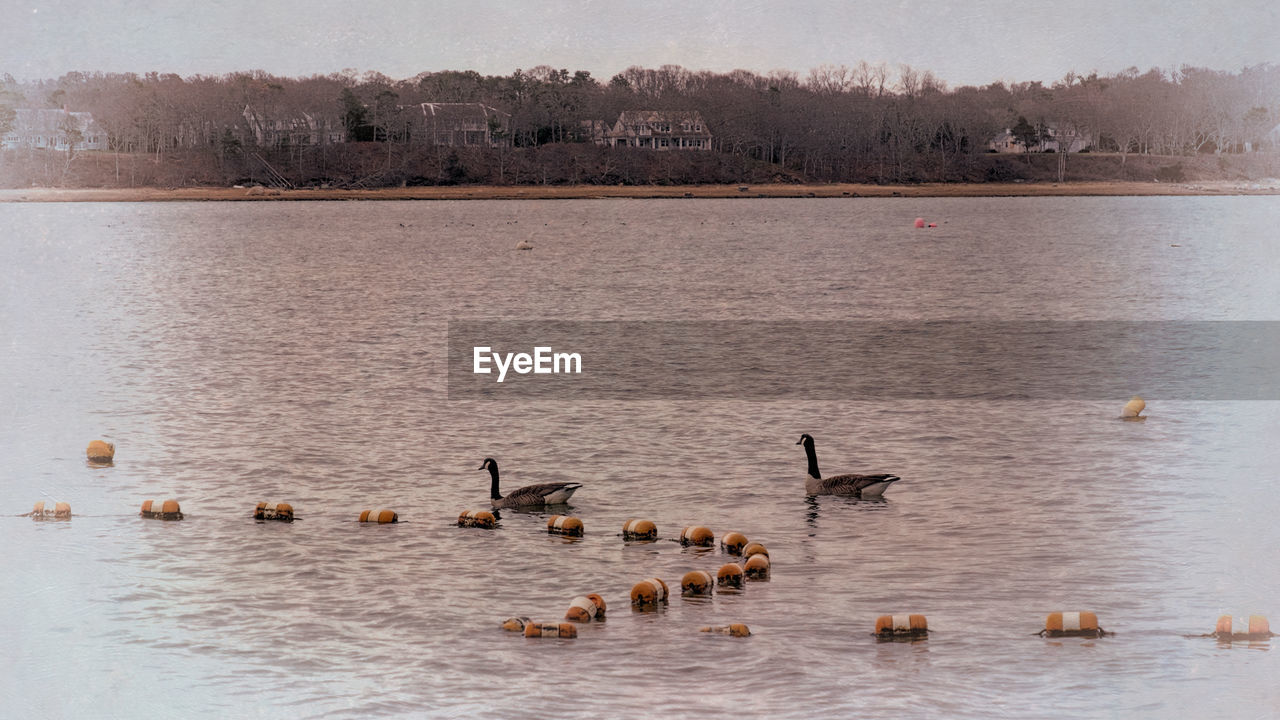 VIEW OF BIRDS IN LAKE