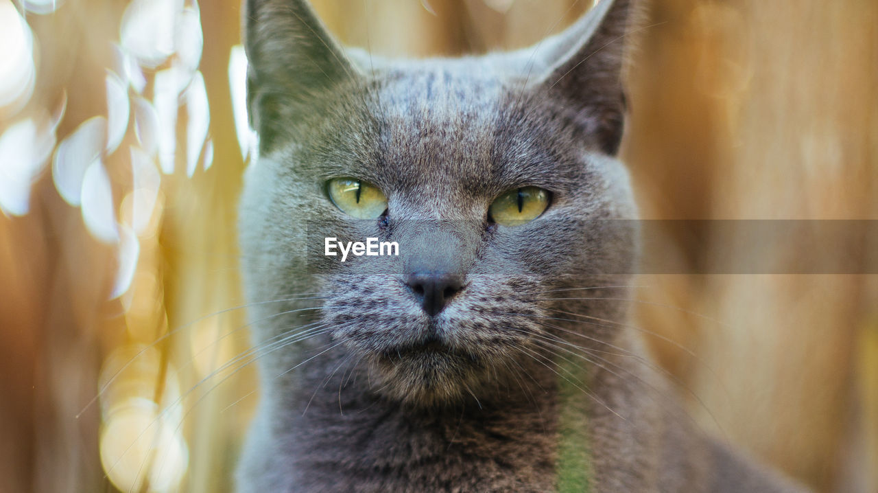 Close-up portrait of cat outdoors