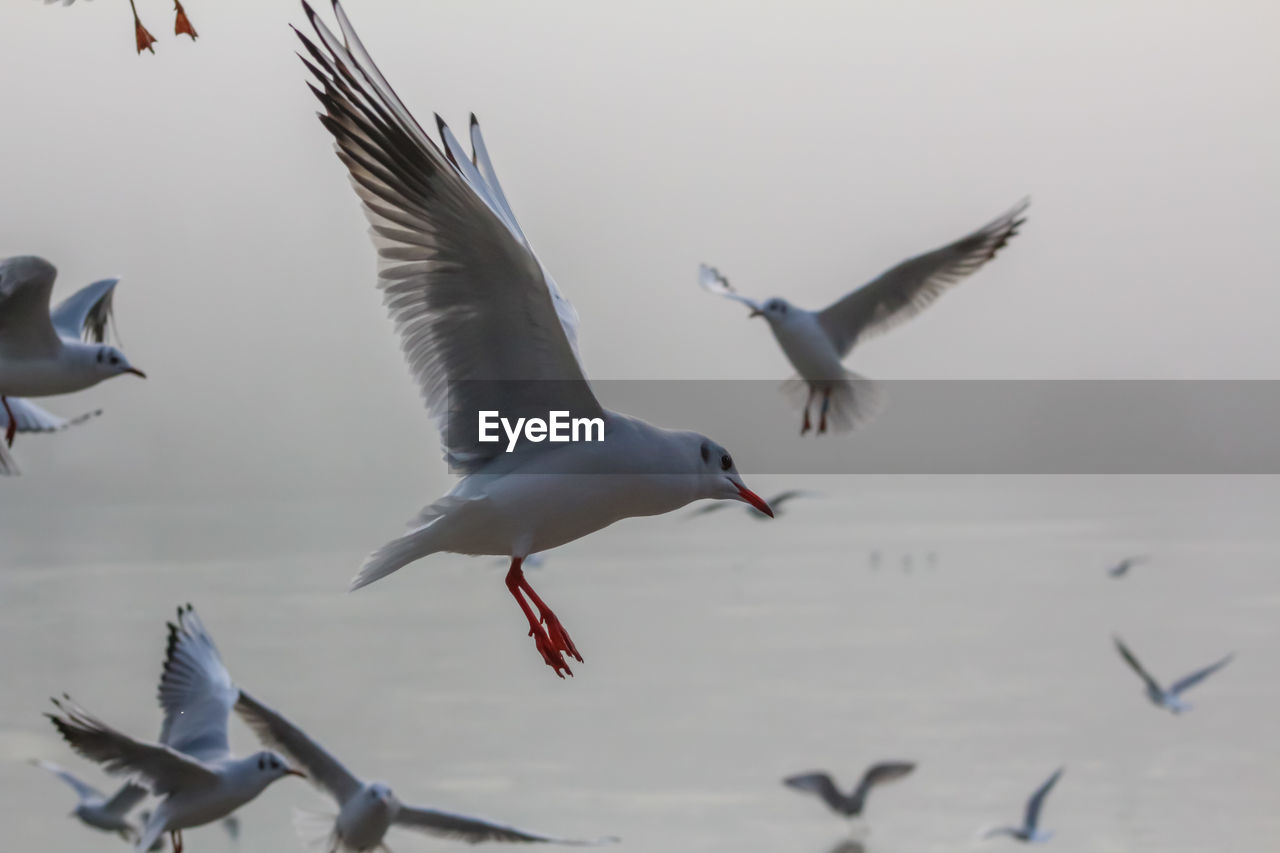 SEAGULL FLYING OVER WATER