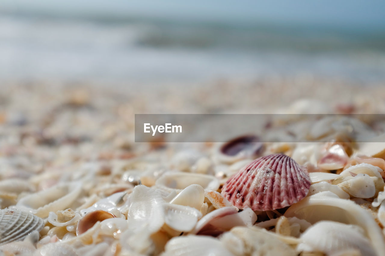 Close-up of seashells on beach