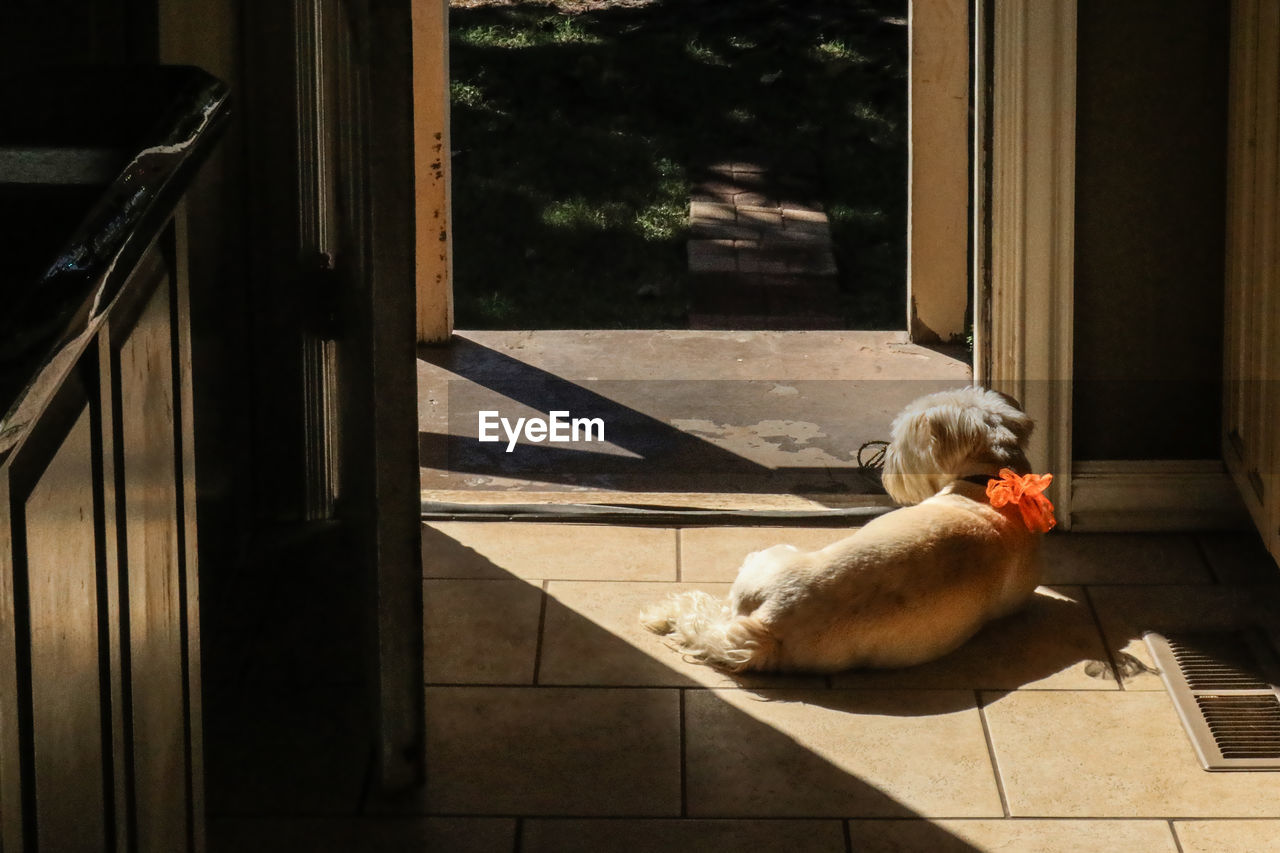 HIGH ANGLE VIEW OF DOG SITTING BY THE FLOOR