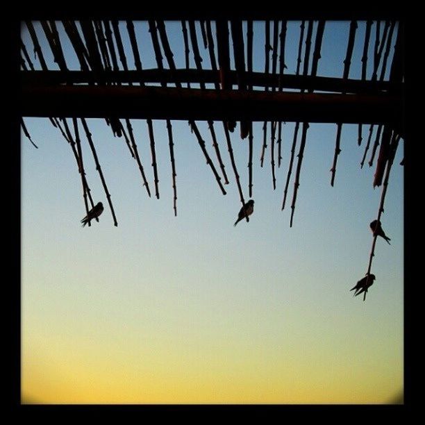 Silhouette of birds perching on thatched roof
