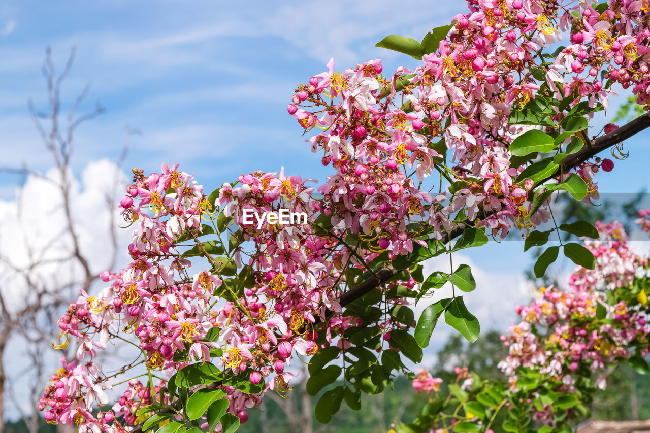 Pink flower of wishing tree, pink shower, cassia bakeriana craib. thailand.