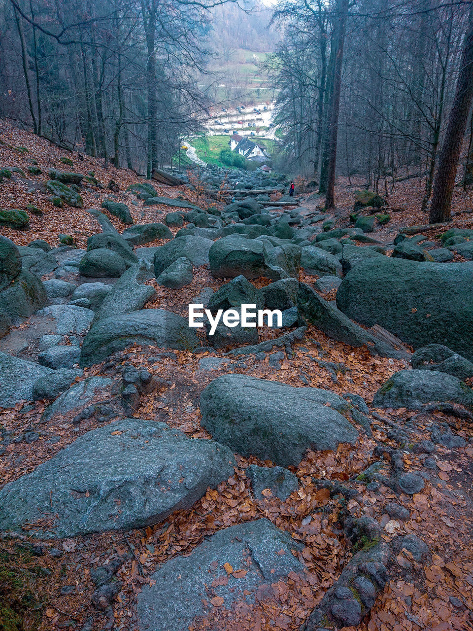 Plants and trees in forest