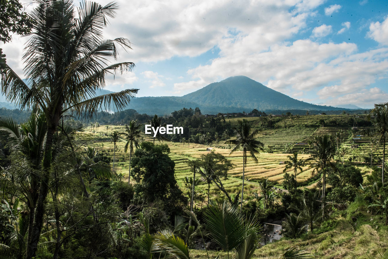 Trees on field by mountains against cloudy sky