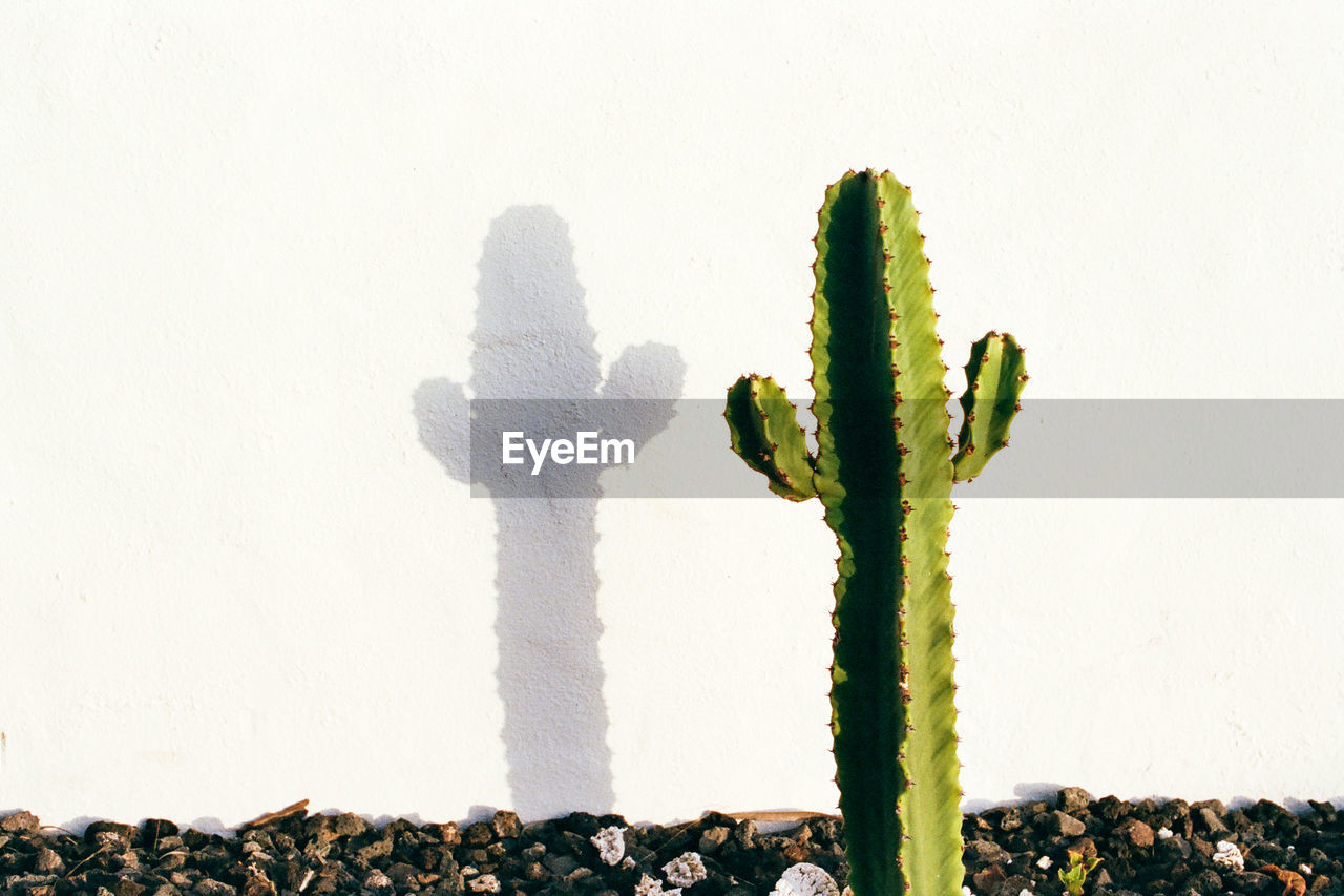 CLOSE-UP OF SUCCULENT PLANT