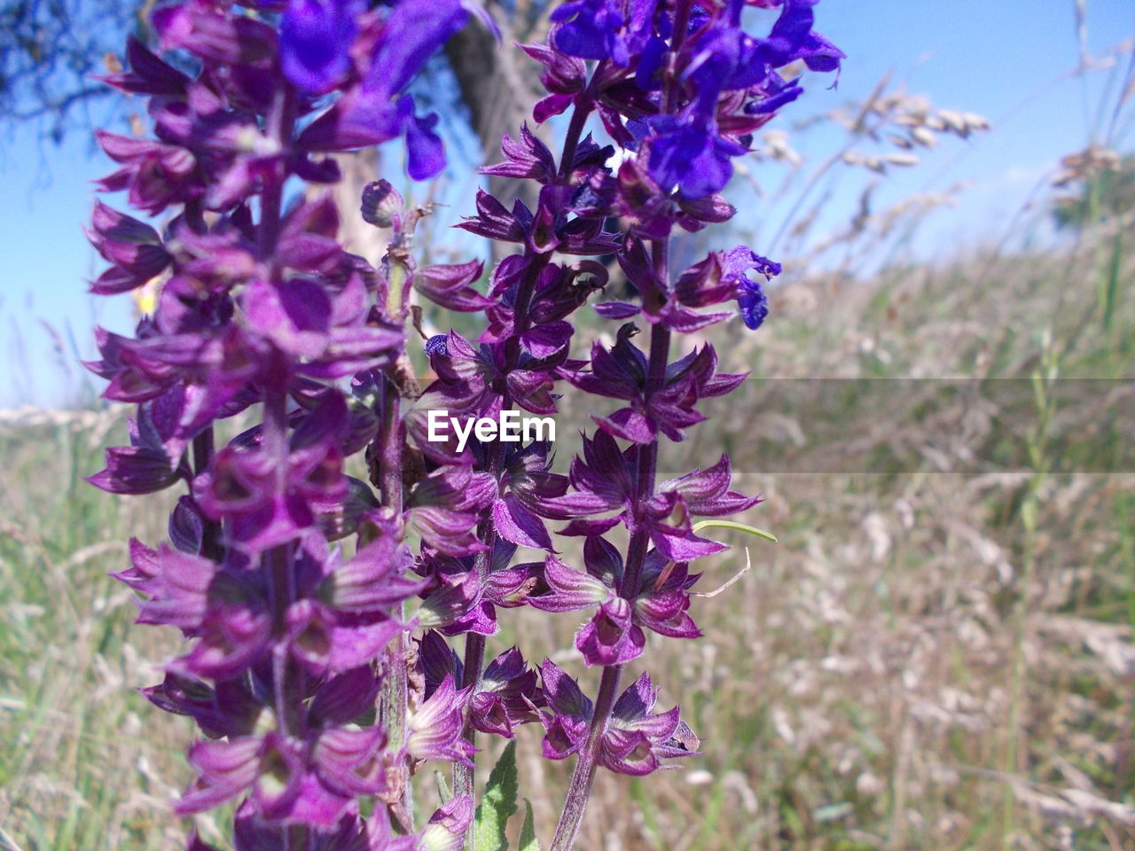 CLOSE-UP OF PURPLE FLOWERS BLOOMING OUTDOORS