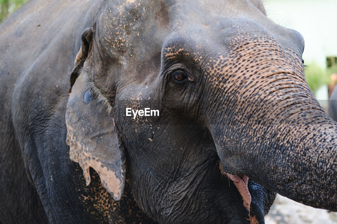 CLOSE-UP OF ELEPHANT IN ANIMAL