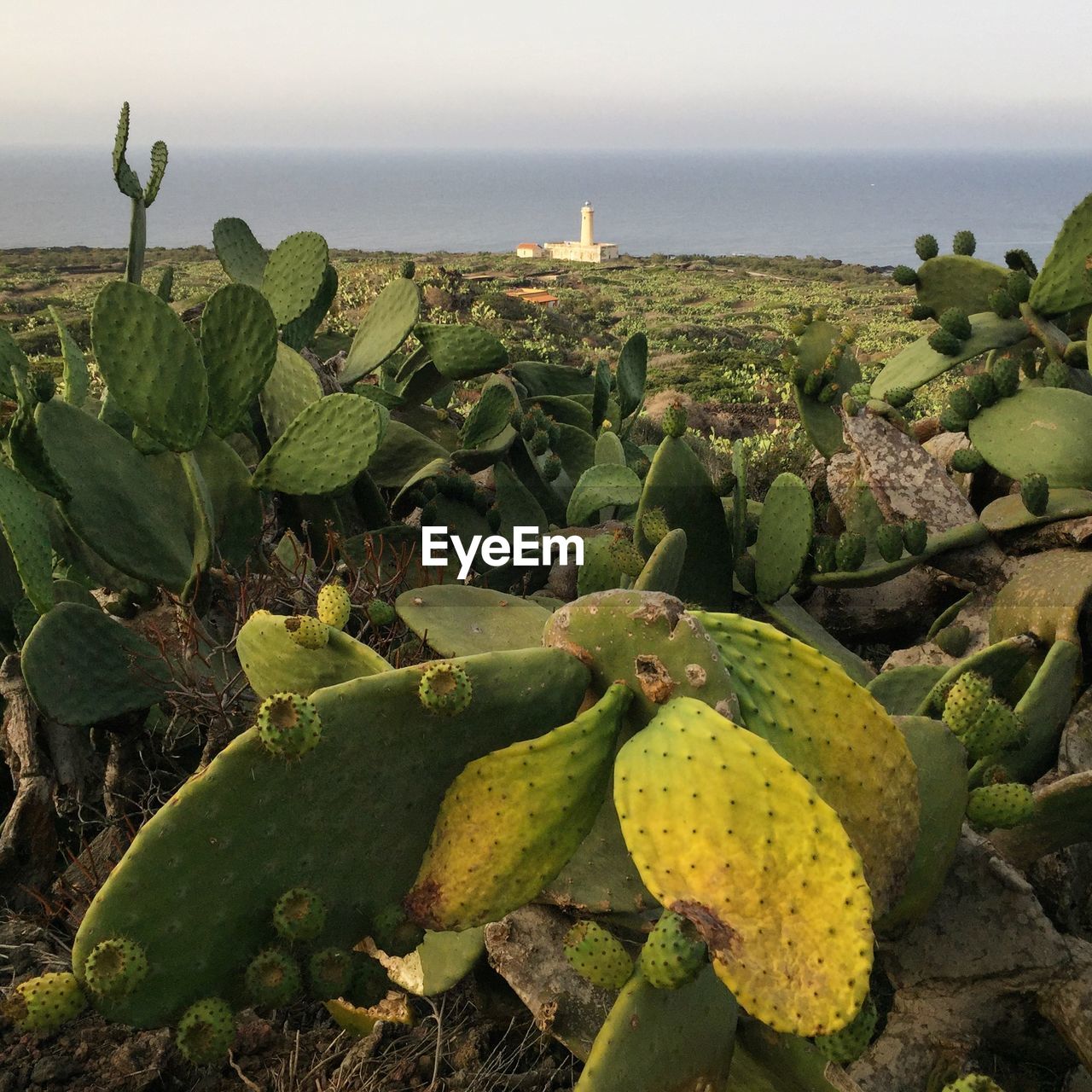 CACTUS GROWING IN SEA