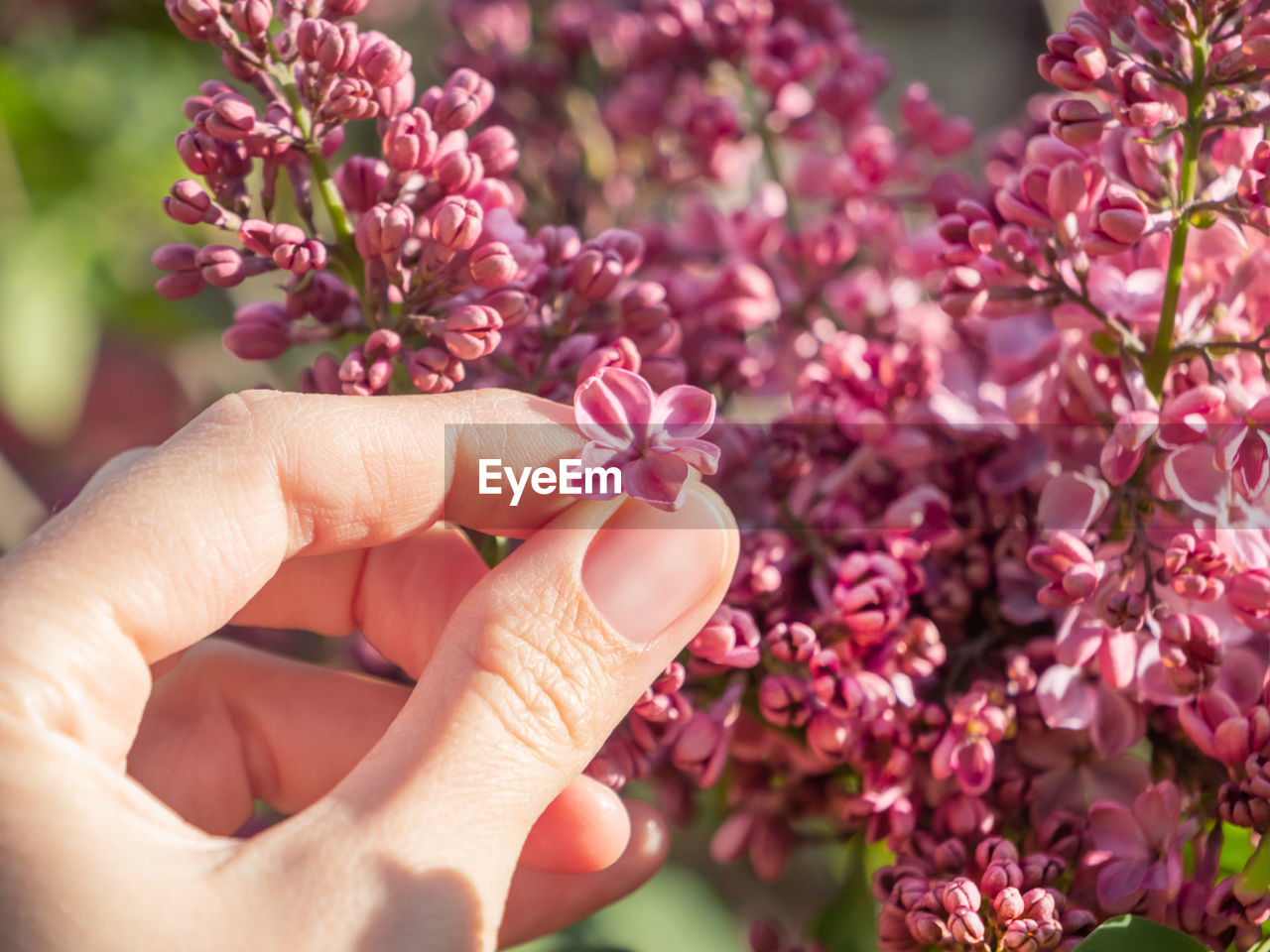 flower, plant, hand, flowering plant, pink, beauty in nature, freshness, nature, one person, lilac, blossom, close-up, fragility, holding, adult, women, lifestyles, petal, outdoors, shrub, growth, floristry, finger, focus on foreground, day, springtime, spring, bouquet