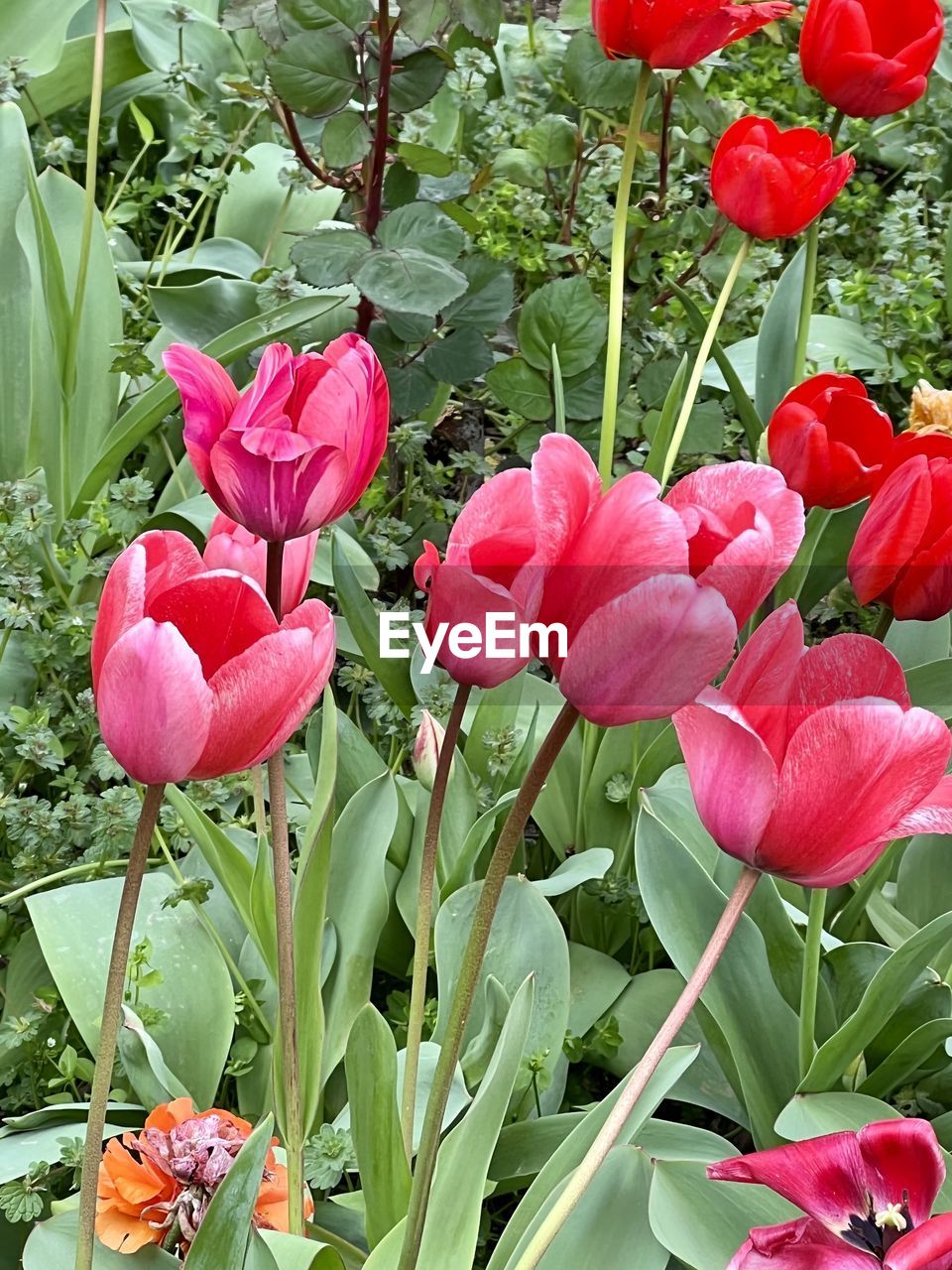 plant, flower, flowering plant, beauty in nature, freshness, petal, growth, fragility, nature, flower head, red, tulip, inflorescence, close-up, leaf, plant part, pink, no people, green, day, springtime, botany, outdoors, blossom, flowerbed, plant stem