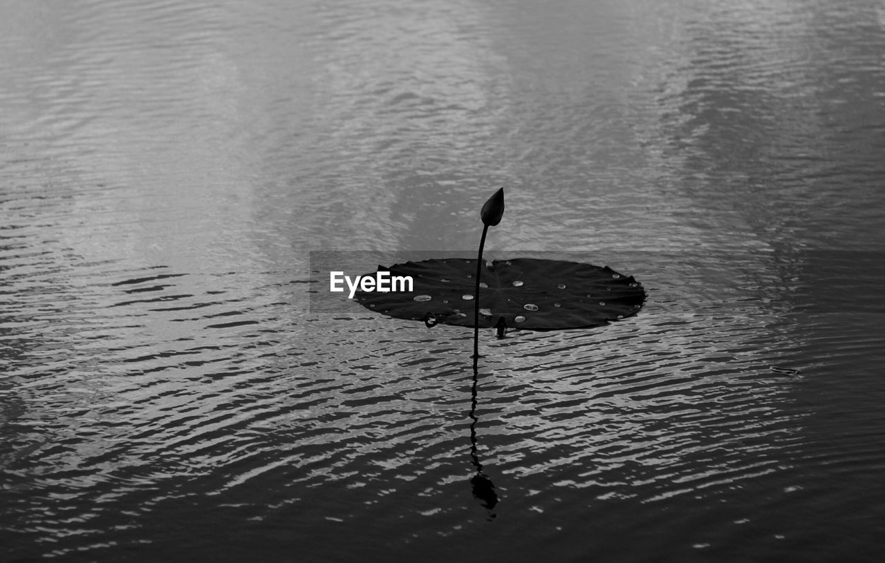 HIGH ANGLE VIEW OF A DUCK FLOATING IN LAKE
