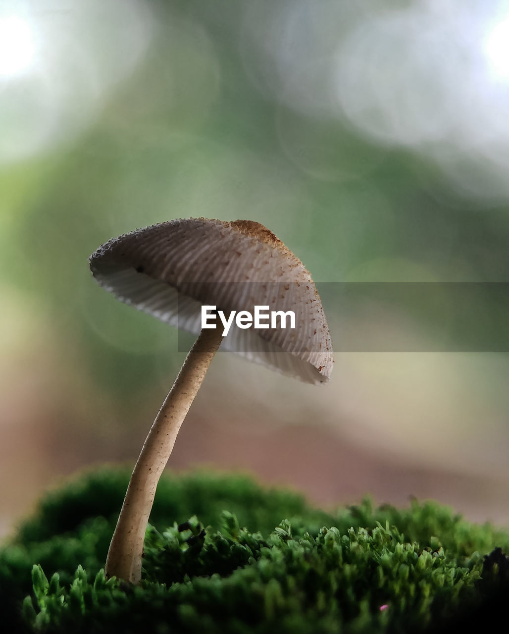 Close-up of mushroom growing on land