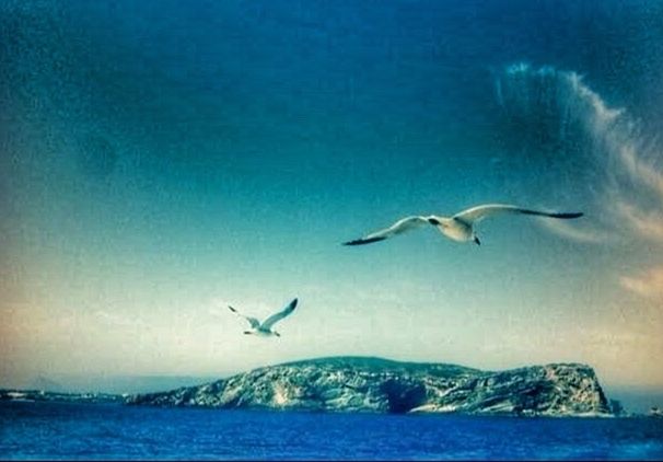 SEAGULLS FLYING OVER SEA