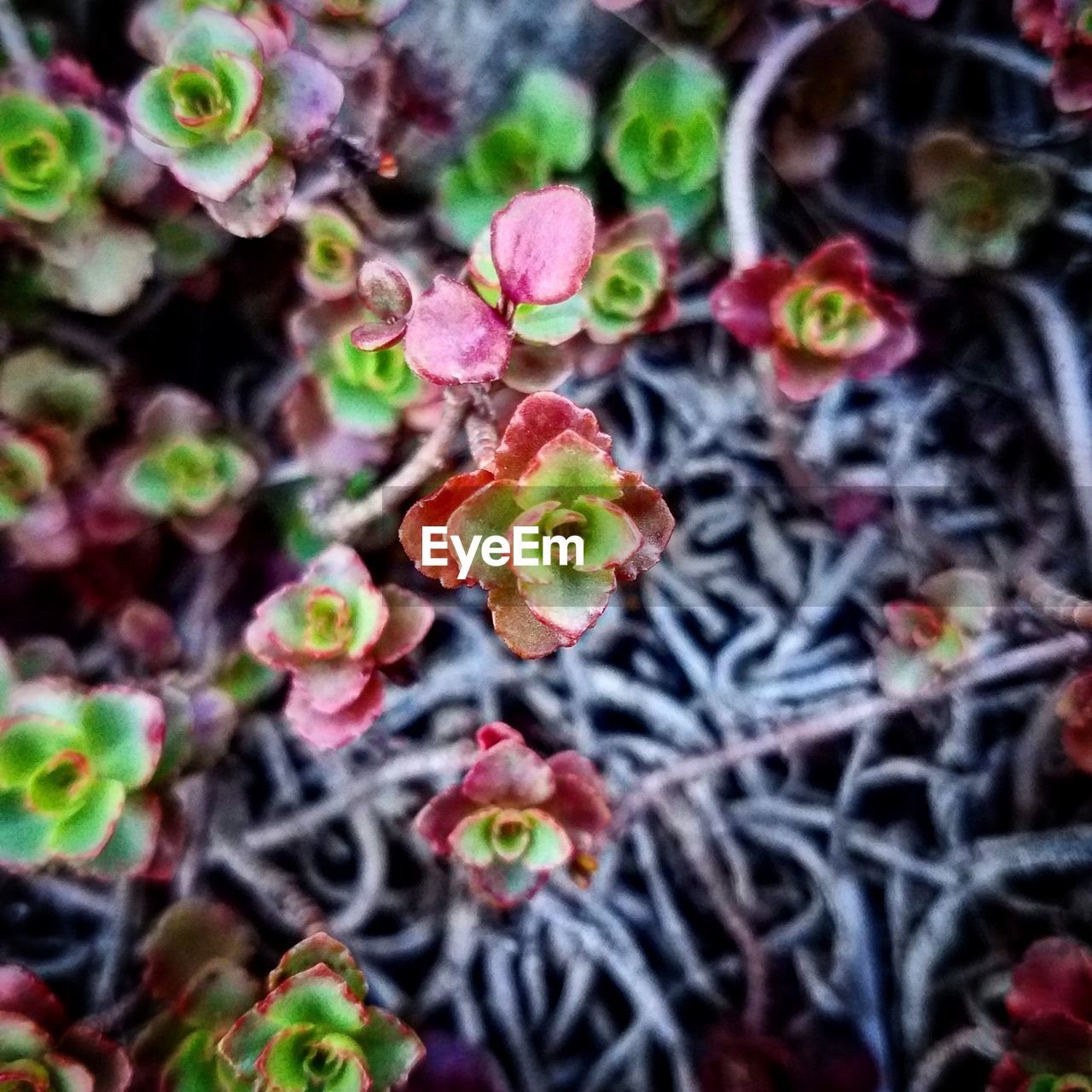 CLOSE-UP OF MULTI COLORED FLOWER