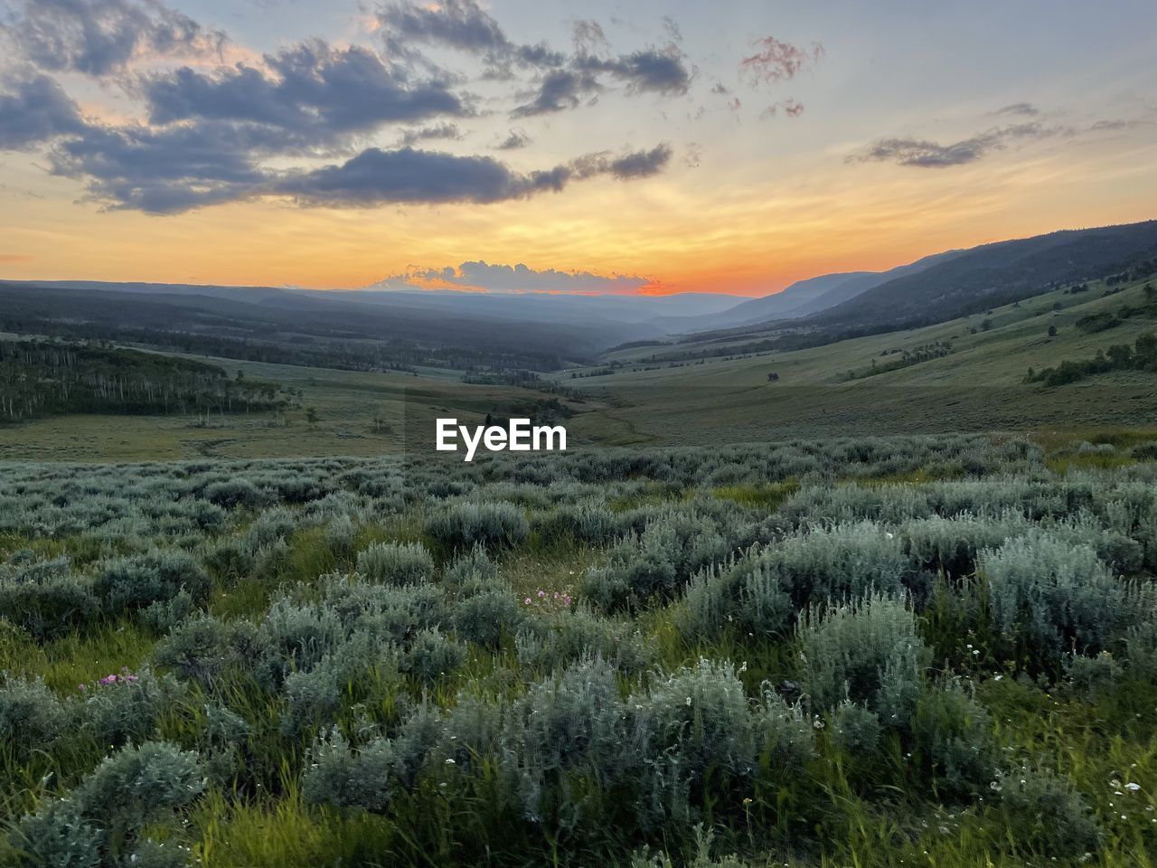 scenic view of agricultural field against sky during sunset