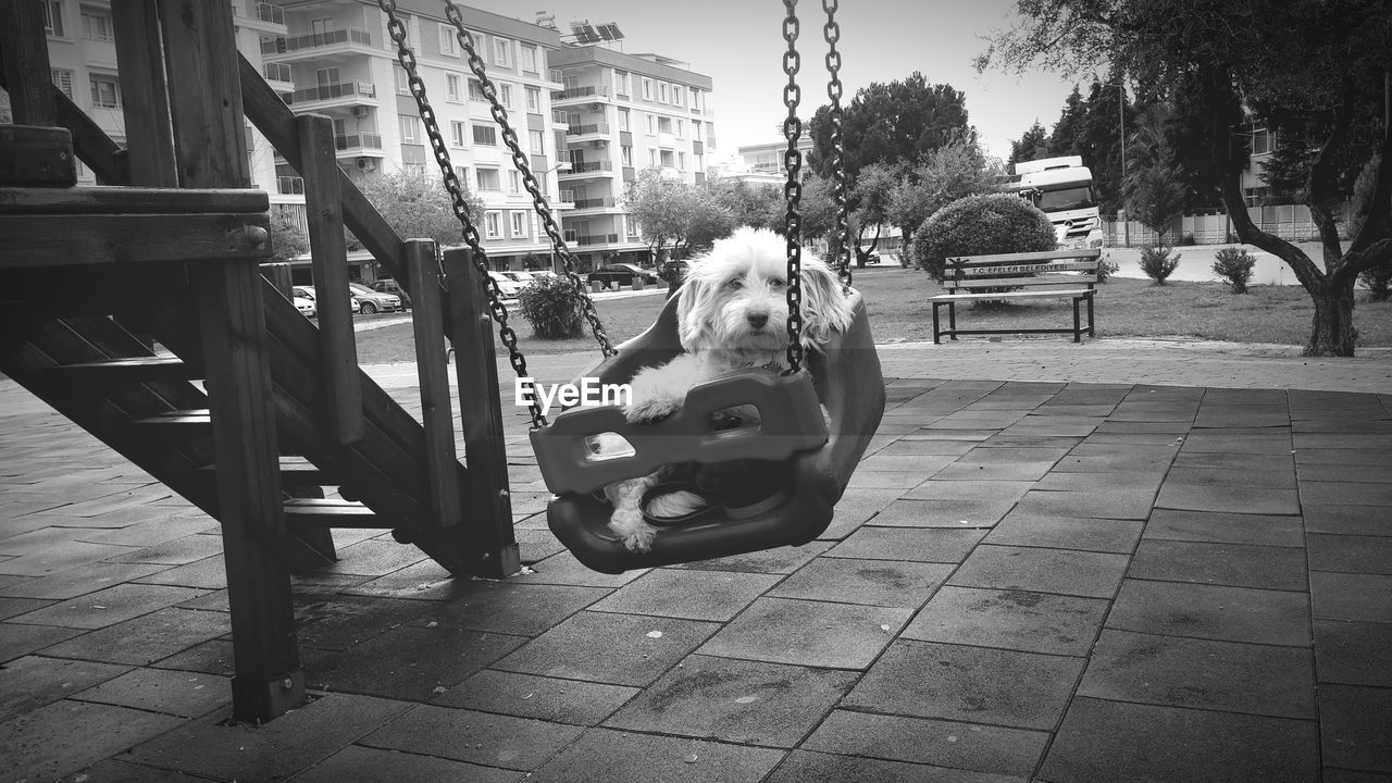 Close-up of dog sitting in swing
